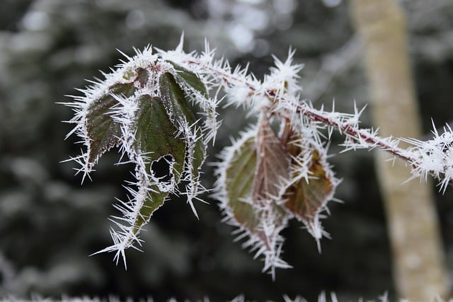 Free download branch wild plant autumn leaves icy free picture to be edited with GIMP free online image editor