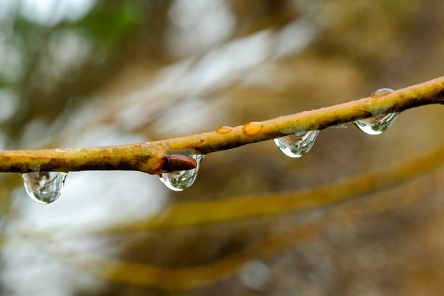 Free download branch willow dewdrops nature free picture to be edited with GIMP free online image editor
