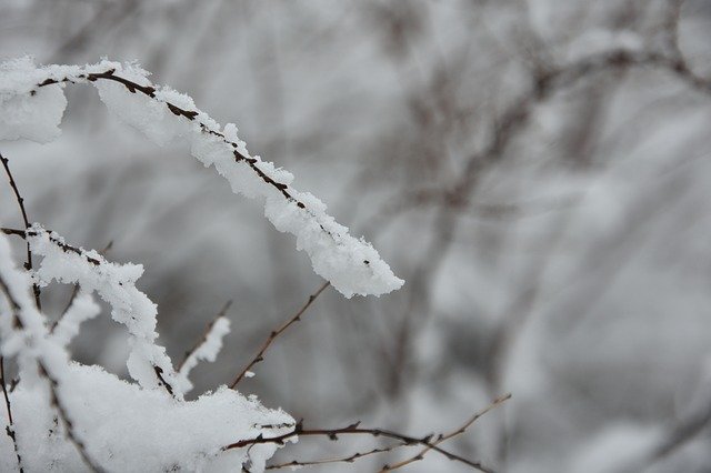 Free download Branch Winter Nature free photo template to be edited with GIMP online image editor