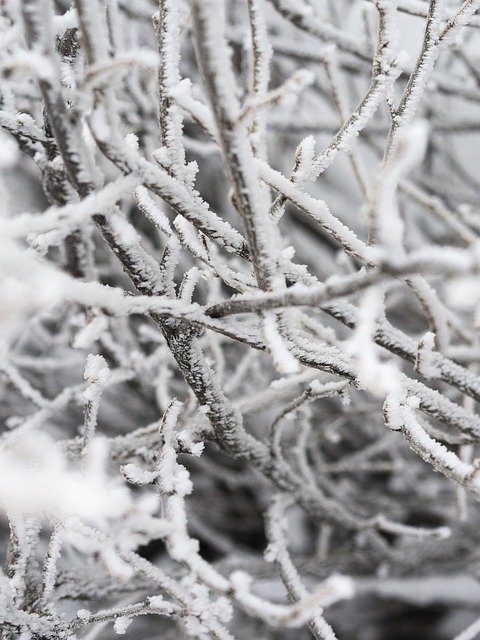 Free download Branch Winter Snow -  free photo or picture to be edited with GIMP online image editor