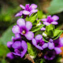 Branch with Small Purple Blooms  screen for extension Chrome web store in OffiDocs Chromium