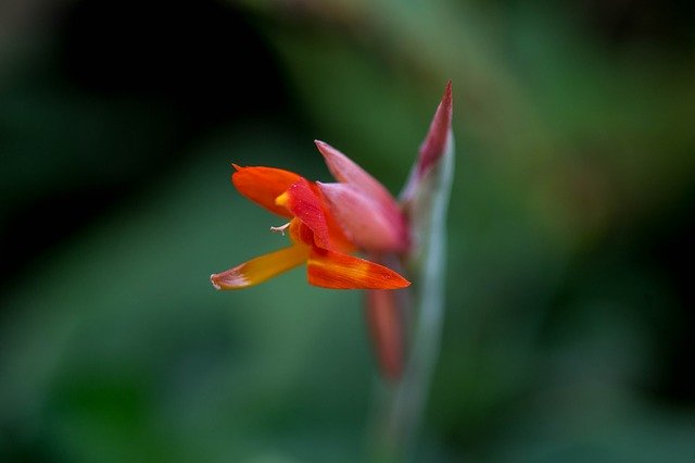 Descarga gratuita de plantas medicinales tropicales brasileñas: foto o imagen gratuita para editar con el editor de imágenes en línea GIMP