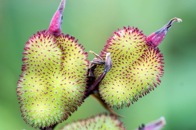 Téléchargement gratuit de la nature des plantes tropicales brésiliennes - photo ou image gratuite à éditer avec l'éditeur d'images en ligne GIMP