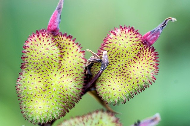 Free download Brazilian Tropical Plant Nature -  free photo or picture to be edited with GIMP online image editor