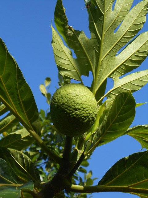 Free picture Breadfruit Fruit Exotic -  to be edited by GIMP free image editor by OffiDocs