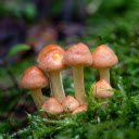 Bread mushroom dust  screen for extension Chrome web store in OffiDocs Chromium