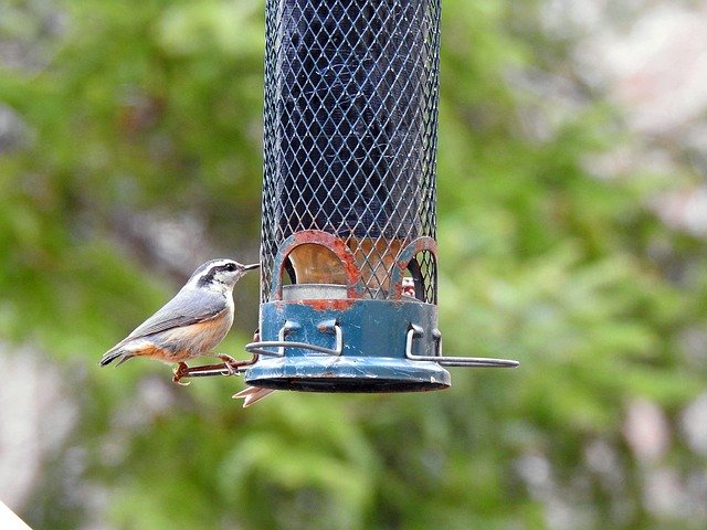 Free download Breasted Nuthatch Bird Nature -  free photo or picture to be edited with GIMP online image editor