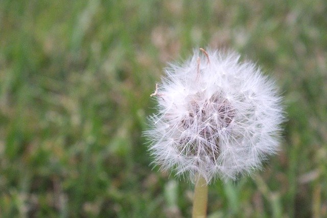 Descărcare gratuită Breathe Flower Puffs - fotografie sau imagini gratuite pentru a fi editate cu editorul de imagini online GIMP