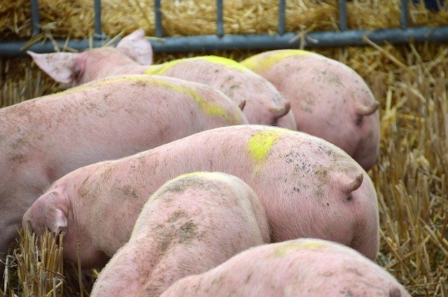 Free download Breeding Pig Pork -  free photo or picture to be edited with GIMP online image editor