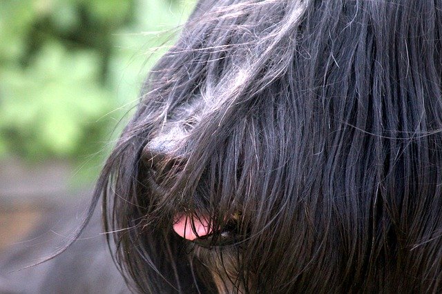 Free download Briard Dog Canine -  free photo or picture to be edited with GIMP online image editor