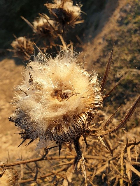 Free download Briar Spin The Seeds Of Thistles -  free photo or picture to be edited with GIMP online image editor