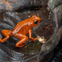 Brick colored frog  screen for extension Chrome web store in OffiDocs Chromium
