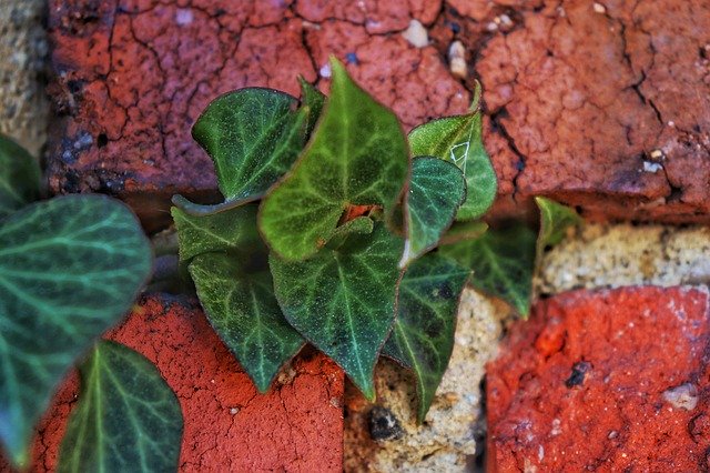 Free download Brick Cracks Wall -  free photo or picture to be edited with GIMP online image editor