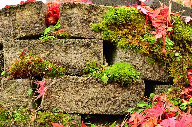 Free download Bricks Moss Old -  free free photo or picture to be edited with GIMP online image editor