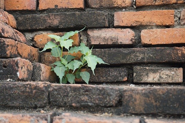 Free download Bricks Tree -  free photo or picture to be edited with GIMP online image editor
