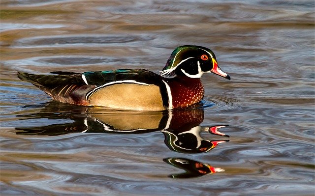 Descarga gratuita Bride Duck Birds Water Animal - foto o imagen gratuita para editar con el editor de imágenes en línea GIMP