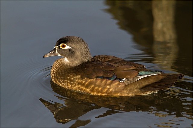 Unduh gratis Bride Duck Female Water - foto atau gambar gratis untuk diedit dengan editor gambar online GIMP