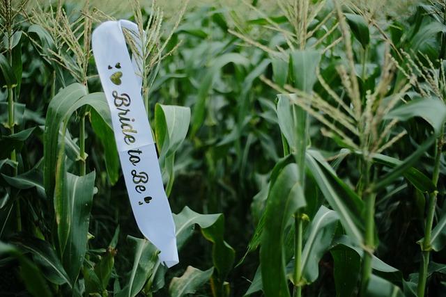 Free graphic bride to be sash sash cornfield to be edited by GIMP free image editor by OffiDocs