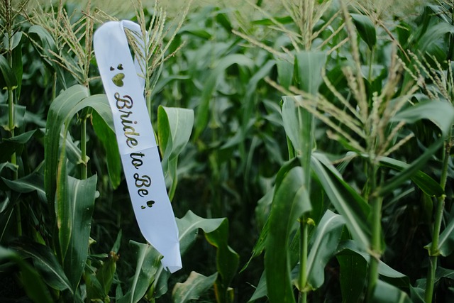 Free download bride to be sash sash cornfield free picture to be edited with GIMP free online image editor