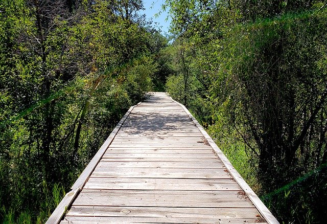 Descărcare gratuită Bridge Forest Trees - fotografie sau imagini gratuite pentru a fi editate cu editorul de imagini online GIMP