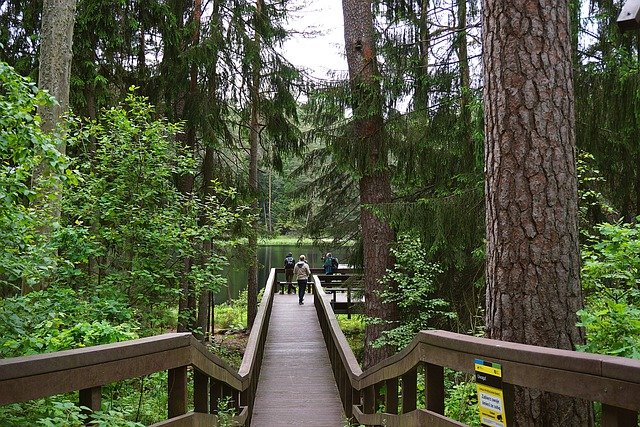 Free download bridge forest trees water free picture to be edited with GIMP free online image editor