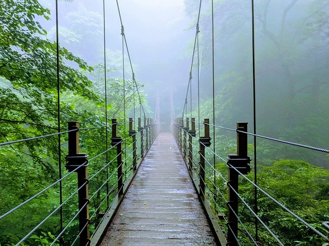 Baixe gratuitamente Bridge Jungle Forest - foto ou imagem grátis para ser editada com o editor de imagens online GIMP