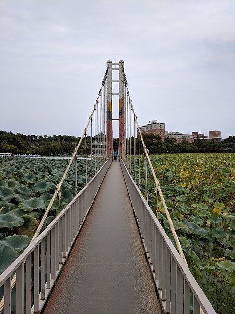 Bezpłatne pobieranie Bridge Lotus - bezpłatne zdjęcie lub obraz do edycji za pomocą internetowego edytora obrazów GIMP