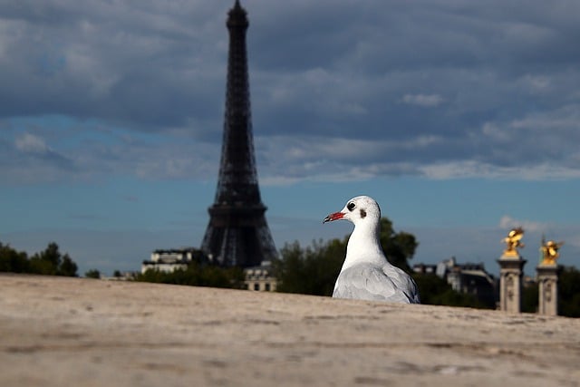 Free download bridge seagull paris bird sea bird free picture to be edited with GIMP free online image editor