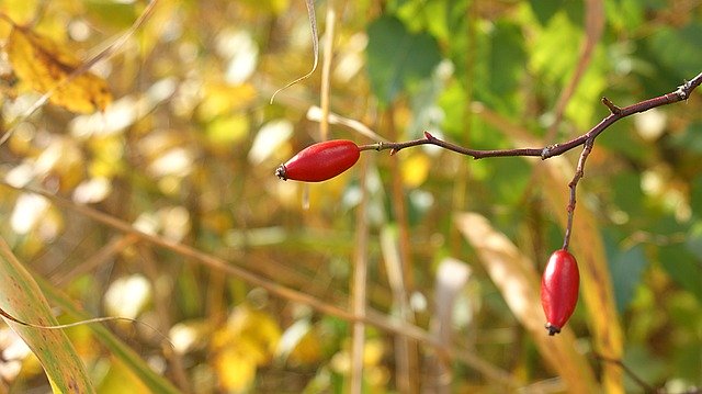 Descarga gratuita Brier Nature Thorn: foto o imagen gratuita para editar con el editor de imágenes en línea GIMP