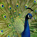 Bright eyed Peacock  screen for extension Chrome web store in OffiDocs Chromium