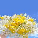 bright flower bouquet wallpaper  screen for extension Chrome web store in OffiDocs Chromium