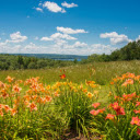 Bright flower hill  screen for extension Chrome web store in OffiDocs Chromium Bright flower hill  screen for extension Chrome web store in OffiDocs Chromium