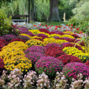 Bright Flower Pots  screen for extension Chrome web store in OffiDocs Chromium