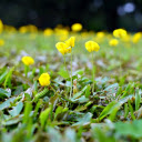 Bright flowers and grass  screen for extension Chrome web store in OffiDocs Chromium