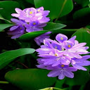 Bright hyacinth flower wallpaper  screen for extension Chrome web store in OffiDocs Chromium