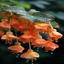 bright orange flower cluster wallpaper  screen for extension Chrome web store in OffiDocs Chromium