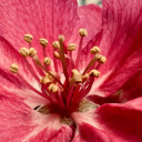 Bright Pink Flower  screen for extension Chrome web store in OffiDocs Chromium