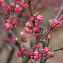 Bright Pink Peach Blossoms  screen for extension Chrome web store in OffiDocs Chromium