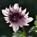 Bright purple dahlias  screen for extension Chrome web store in OffiDocs Chromium