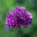 Bright Purple Flower Branch  screen for extension Chrome web store in OffiDocs Chromium