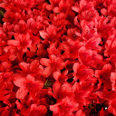 Bright Red Flower Bed  screen for extension Chrome web store in OffiDocs Chromium