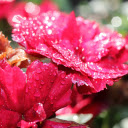 Bright red petals  screen for extension Chrome web store in OffiDocs Chromium