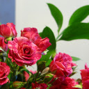 Bright rose bouquet  screen for extension Chrome web store in OffiDocs Chromium