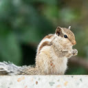 Bright Squirrel  screen for extension Chrome web store in OffiDocs Chromium