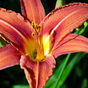 Bright summer lilies  screen for extension Chrome web store in OffiDocs Chromium