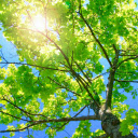 Bright sunlight  screen for extension Chrome web store in OffiDocs Chromium