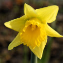 Bright yellow flower  screen for extension Chrome web store in OffiDocs Chromium