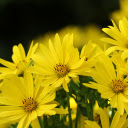 Bright yellow flower bouquet  screen for extension Chrome web store in OffiDocs Chromium