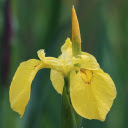 Bright Yellow Flowers  screen for extension Chrome web store in OffiDocs Chromium