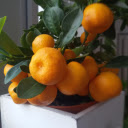 Bright yellow kumquat bunches  screen for extension Chrome web store in OffiDocs Chromium